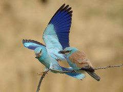 Bee-eaters and Rollers photography tour